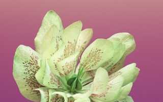 Как превратить Андроид в Айфон